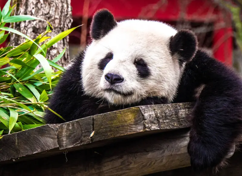 panda quiz image
